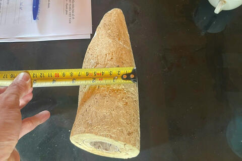 Buôn bán ngà voi có thể bị phạt nặng