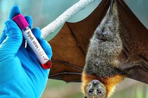 Cảnh giác cao độ, chủ động phòng ngừa trước nguy cơ xâm nhập của bệnh do virus Nipah