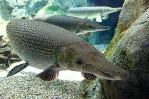 Vụ việc ngộ độc thực phẩm xảy ra tại xã Ngọc Liên là do ăn trứng cá sấu hoả tiễn