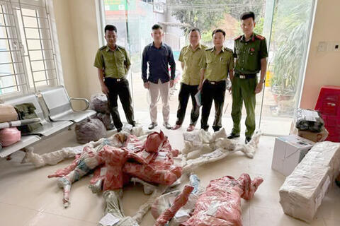 Công an xã Cẩm Thạch: Phát hiện, tạm giữ 15 phôi cây Muội hồng không rõ nguồn gốc