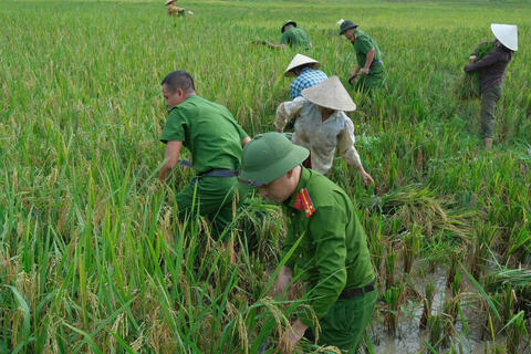 Công an xã Luận Thành giúp dân gặt lúa tránh bão số 9