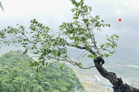 Công an tỉnh Thanh Hóa cảnh báo nguy cơ vi phạm pháp luật từ “cơn sốt” săn lùng cây muội hồng