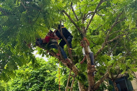 Khẩn trương giải cứu bệnh nhân mắc kẹt trên cây cao tại Bệnh viện Tâm thần Thanh Hóa