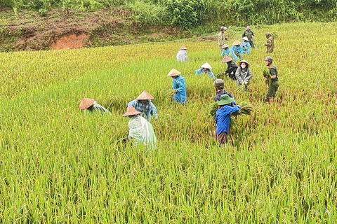 Công an cơ sở cùng Nhân dân gặt lúa “chạy lũ”