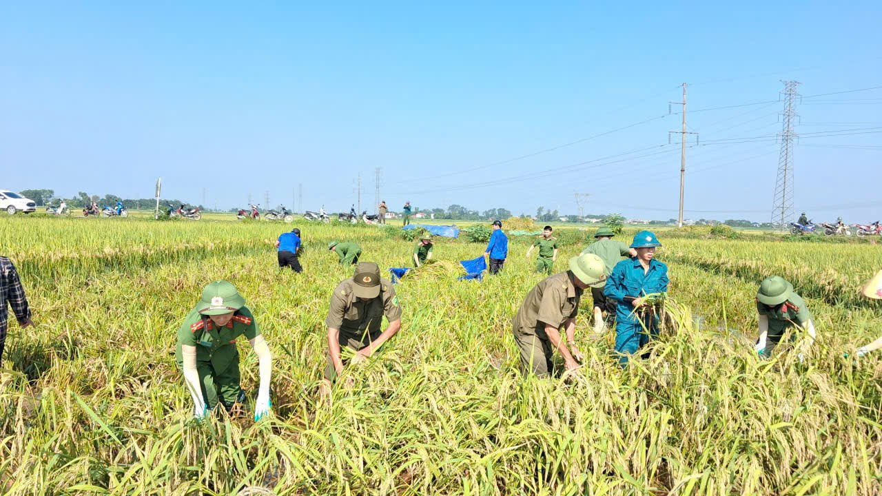 Công an xã Triệu Sơn hỗ trợ nhân dân thu hoạch lúa sau mưa lũ